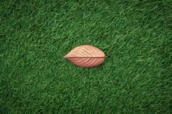 An autumn leaf on an artificial lawn